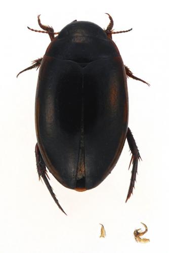 Ilybius montanus